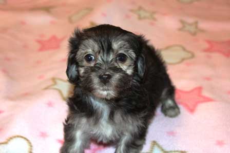 black-and-whtie-female-havanese-puppy-found-home-from-utah-to-arizona